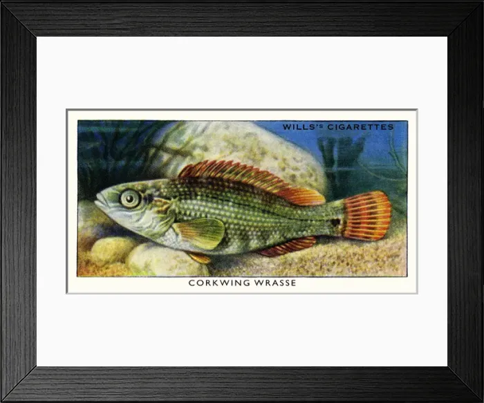 Framed Print : Wills cigarette card - Corkwing Wrasse Framed Print : Wills cigarette card - Corkwing Wrasse