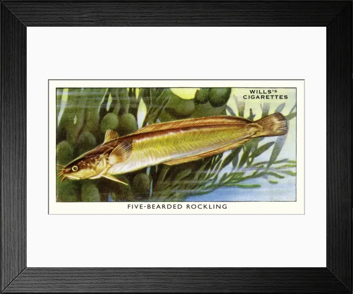 Framed Print : Wills cigarette card - Five-bearded Rockling Framed Print : Wills cigarette card - Five-bearded Rockling