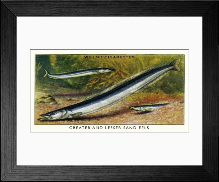 Framed Print : Wills cigarette card - Greater & Lesser Sand Eels Framed Print : Wills cigarette card - Greater & Lesser Sand Eels