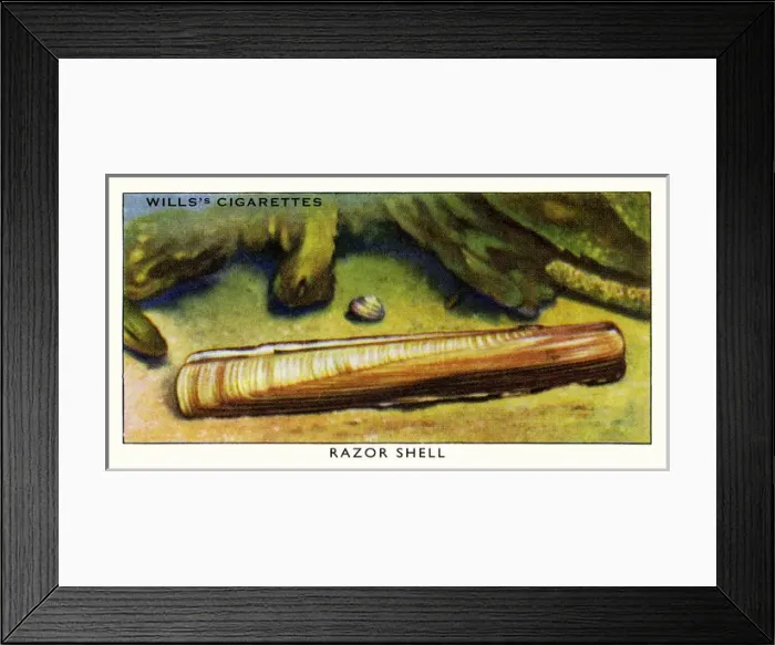 Framed Print : Wills cigarette card - Razor shell Framed Print : Wills cigarette card - Razor shell