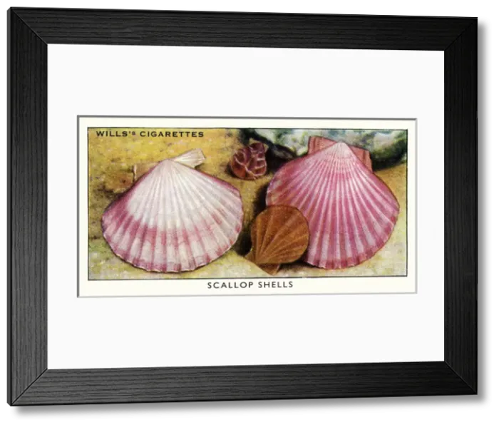 Framed Print : Wills cigarette card - Scallop shells Framed Print : Wills cigarette card - Scallop shells