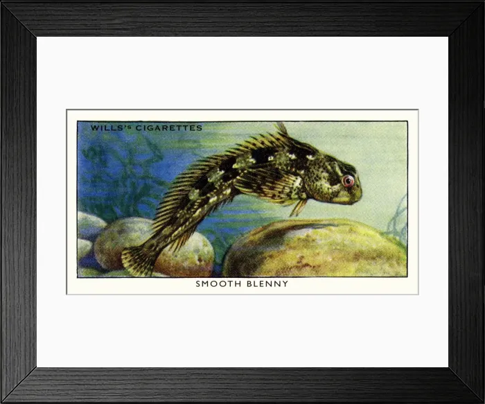 Framed Print : Wills cigarette card - Smooth Blenny Framed Print : Wills cigarette card - Smooth Blenny