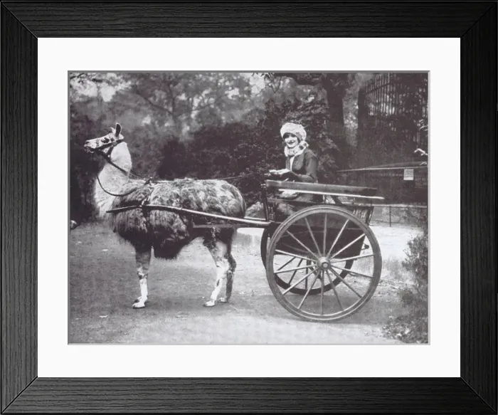 Framed Print : A portrait of Gaby Deslys adopting a novel from of transport