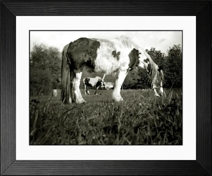 Framed Print : Tethered horses Hertfordshire Framed Print : Tethered horses Hertfordshire