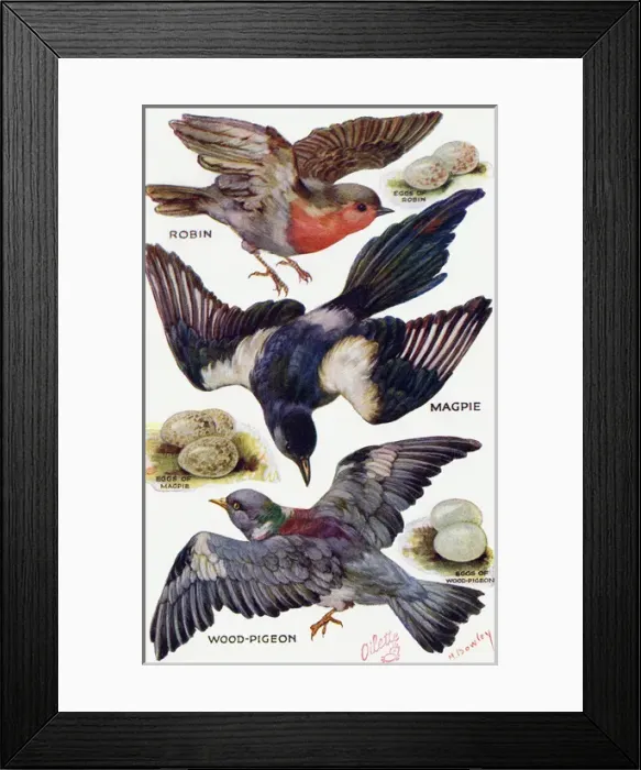 Framed Print : Birds on the Wing cut out Framed Print : Birds on the Wing cut out