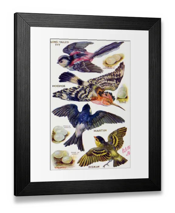 Framed Print : Birds on the Wing cut out Framed Print : Birds on the Wing cut out
