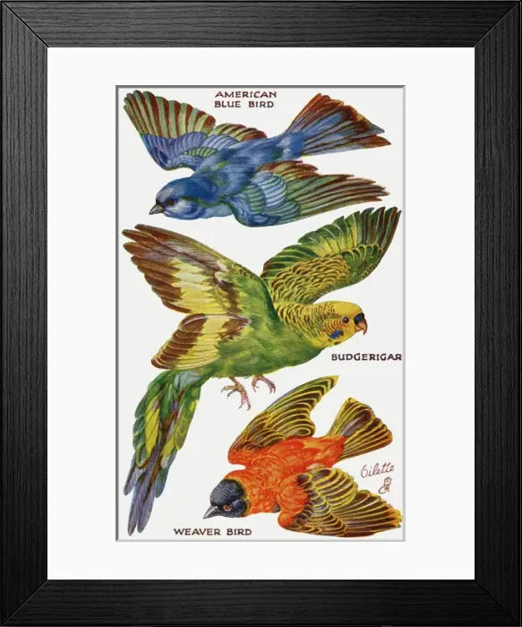 Framed Print : Birds on the Wing cut out Framed Print : Birds on the Wing cut out