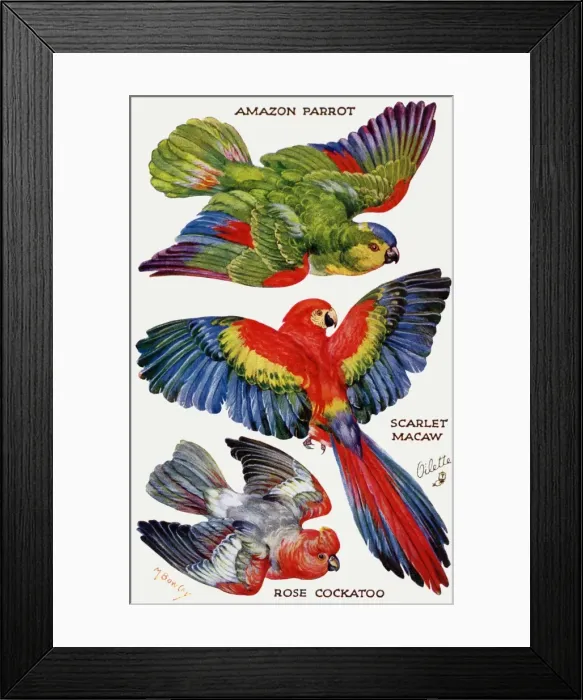 Framed Print : Birds on the Wing cut out Framed Print : Birds on the Wing cut out