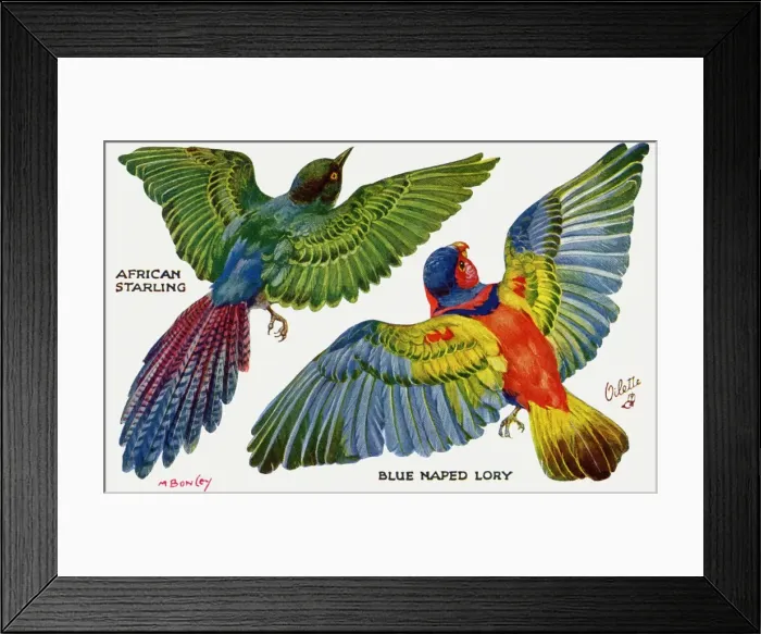 Framed Print : Birds on the Wing cut out Framed Print : Birds on the Wing cut out