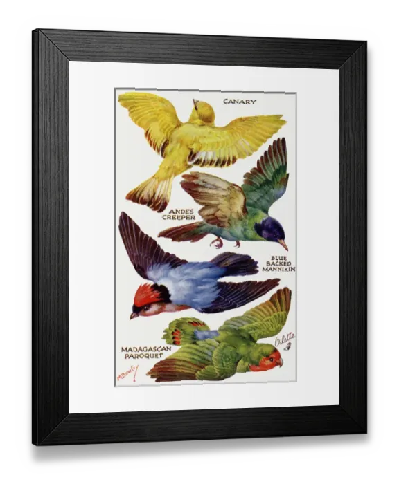 Framed Print : Birds on the Wing cut out Framed Print : Birds on the Wing cut out