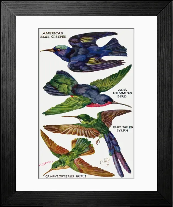 Framed Print : Birds on the Wing cut out Framed Print : Birds on the Wing cut out