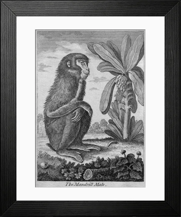 Framed Print : Male mandrill Framed Print : Male mandrill
