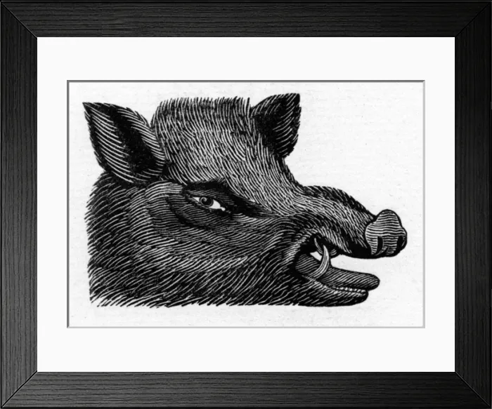 Framed Print : Boars head Framed Print : Boars head