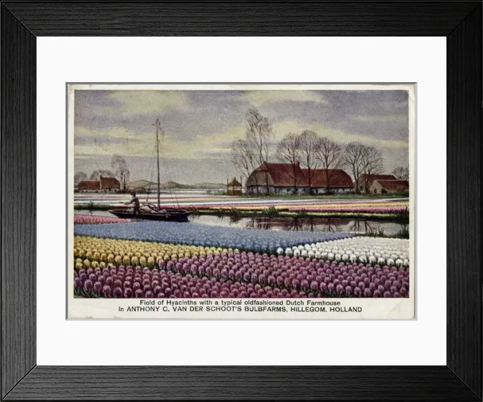 Framed Print : Field of Hyacinths and old Dutch Farmhouse, The Netherlands Framed Print : Field of Hyacinths and old Dutch Farmhouse, The Netherlands