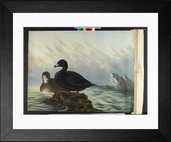Framed Print : The common scoter, male and female Melanitta nigra Framed Print : The common scoter, male and female Melanitta nigra