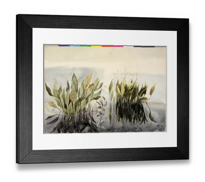 Framed Print : Lagan Study of Weeds Framed Print : Lagan Study of Weeds