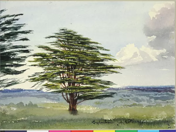 Sydenham Cedar of Lebanon