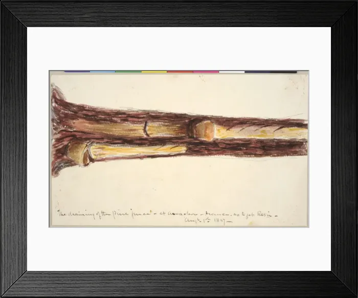 Framed Print : The Draining of the Pine Juice at Arcachon, France so as to Framed Print : The Draining of the Pine Juice at Arcachon, France so as to
