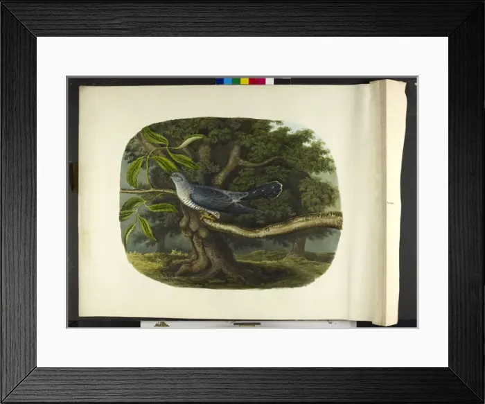 Framed Print : The cuckoo Cuculus canorus Framed Print : The cuckoo Cuculus canorus