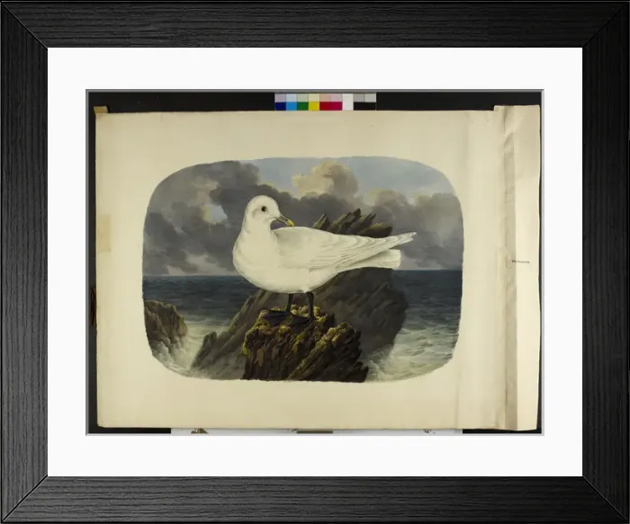 Framed Print : The ivory gull Pagophila eburnea Framed Print : The ivory gull Pagophila eburnea