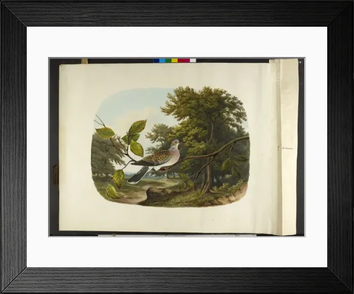 Framed Print : The turtle dove Streptopelia turtur Framed Print : The turtle dove Streptopelia turtur