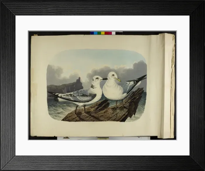Framed Print : The Kittiwake gull, immature and adult Rissa tridactyla Framed Print : The Kittiwake gull, immature and adult Rissa tridactyla