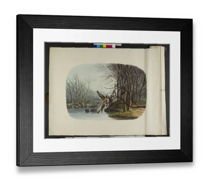 Framed Print : Lesser redpoles, male and female lesser redpoll Framed Print : Lesser redpoles, male and female lesser redpoll