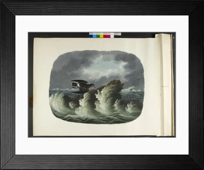 Framed Print : The stormy petrel Hydrobates pelagicus Framed Print : The stormy petrel Hydrobates pelagicus