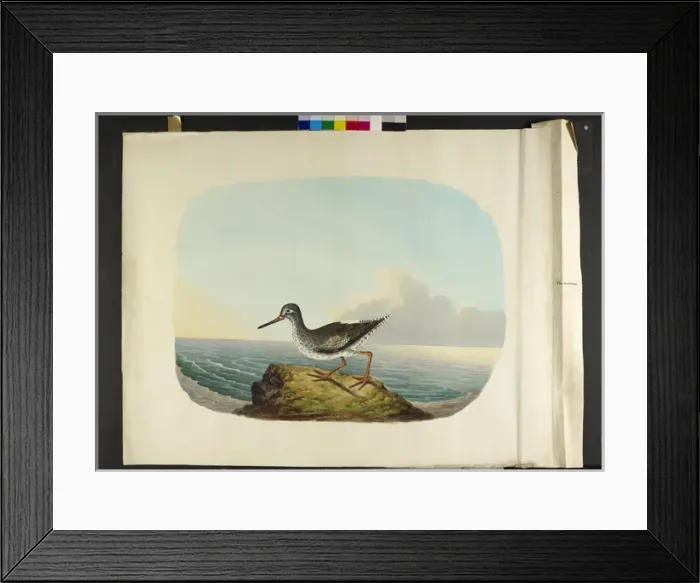 Framed Print : The little auks, male and female Alle alle Framed Print : The little auks, male and female Alle alle