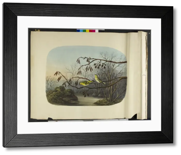 Framed Print : Siskins, male and female Carduelis spinus Framed Print : Siskins, male and female Carduelis spinus