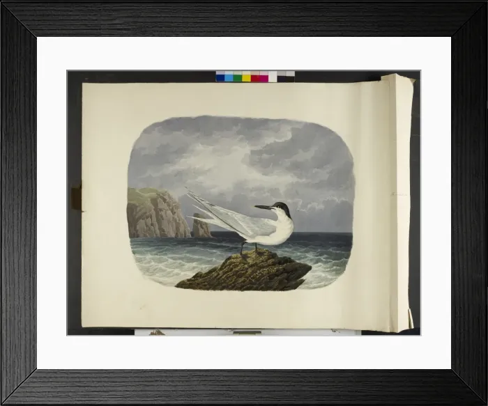 Framed Print : The Sandwich tern, in summer plumage Sterna sandvicensis Framed Print : The Sandwich tern, in summer plumage Sterna sandvicensis