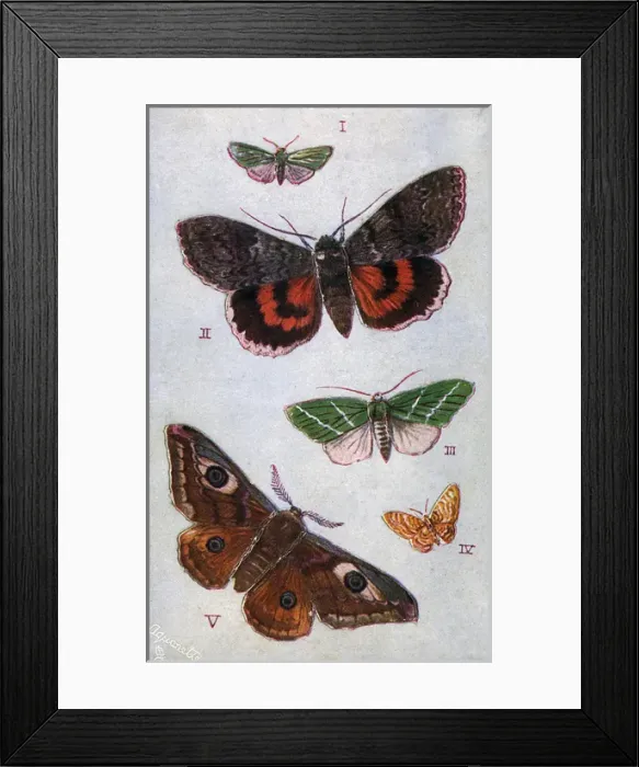 Framed Print : British Moths - Forester, Red Underwing, Scarce Green Framed Print : British Moths - Forester, Red Underwing, Scarce Green