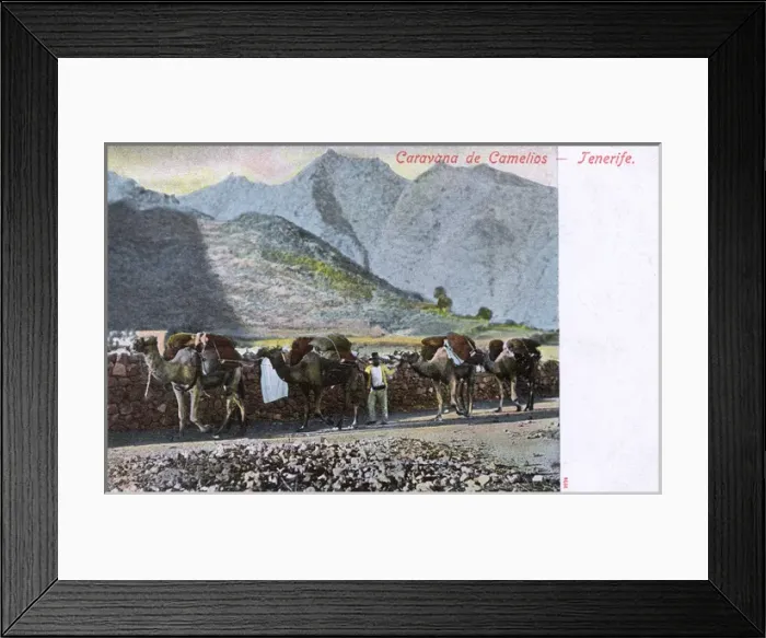 Framed Print : Camel Caravan (Train) - Tenerife, Spain Framed Print : Camel Caravan (Train) - Tenerife, Spain