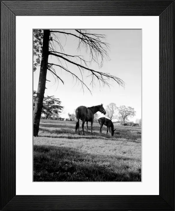 Framed Print : Horses - A mare and her foal Framed Print : Horses - A mare and her foal
