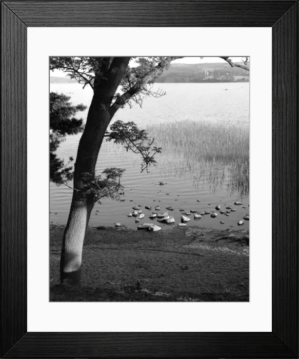Framed Print : Cumbria, Lake District, Bassenthwaite, lakeside - tree by a Framed Print : Cumbria, Lake District, Bassenthwaite, lakeside - tree by a