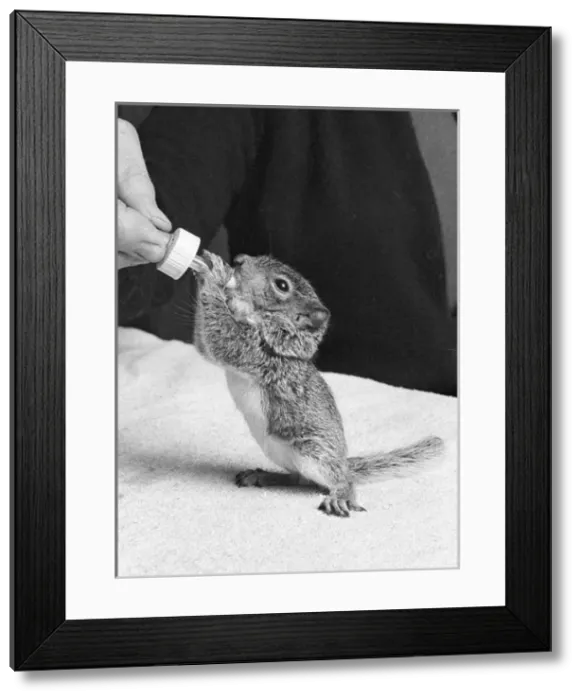 Framed Print : Feeding a baby squirrel, reared in the home Framed Print : Feeding a baby squirrel, reared in the home