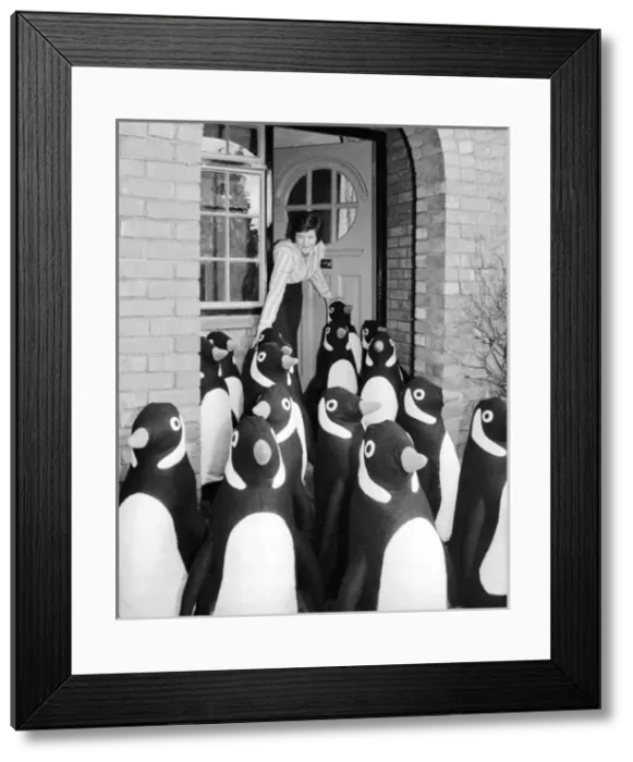 Framed Print : Flock of model penguins outside a suburban house Framed Print : Flock of model penguins outside a suburban house