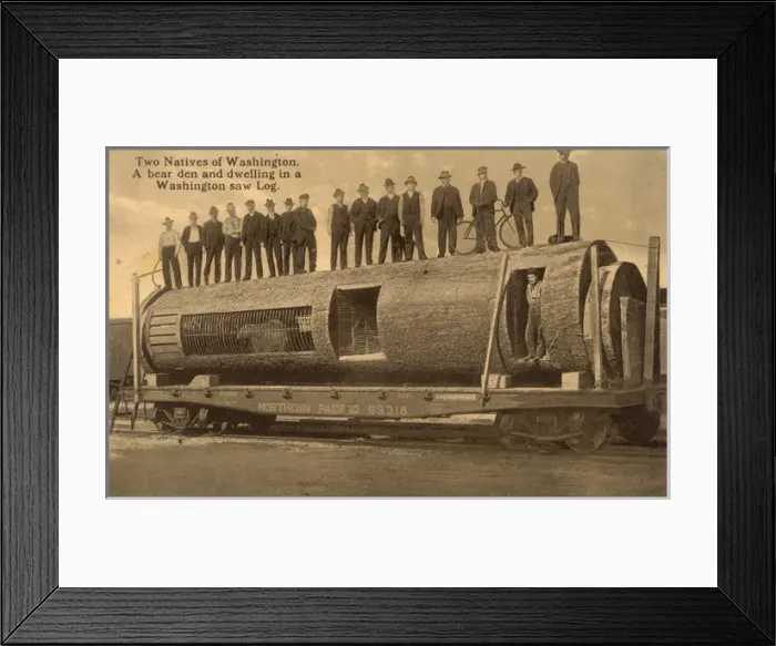 Framed Print : A Washington Saw Log used as the home for a man and a bear Framed Print : A Washington Saw Log used as the home for a man and a bear