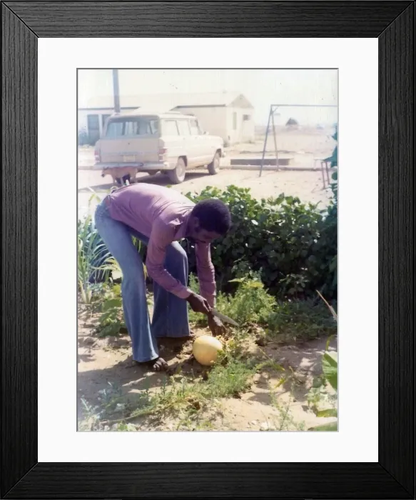Framed Print : British Caribbean man cutting fruit in Oman Framed Print : British Caribbean man cutting fruit in Oman