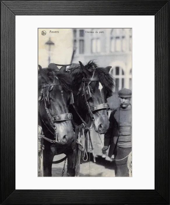 Framed Print : Two Horses on the Quay - Port of Antwerp, Belgium Framed Print : Two Horses on the Quay - Port of Antwerp, Belgium