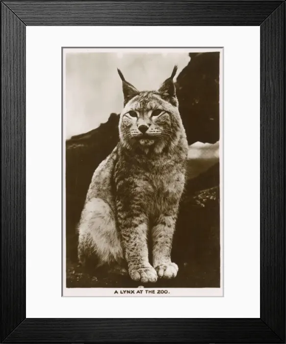 Framed Print : London Zoo - A Lynx Framed Print : London Zoo - A Lynx