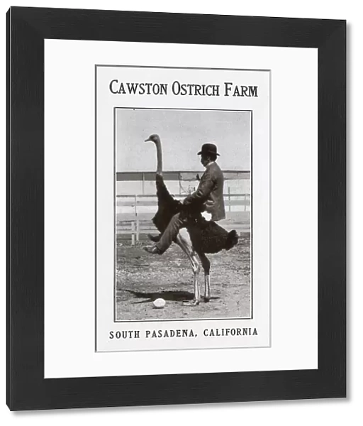 Cawston Ostrich Farm, South Pasadena, California