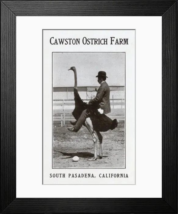 Framed Print : Cawston Ostrich Farm, South Pasadena, California Framed Print : Cawston Ostrich Farm, South Pasadena, California