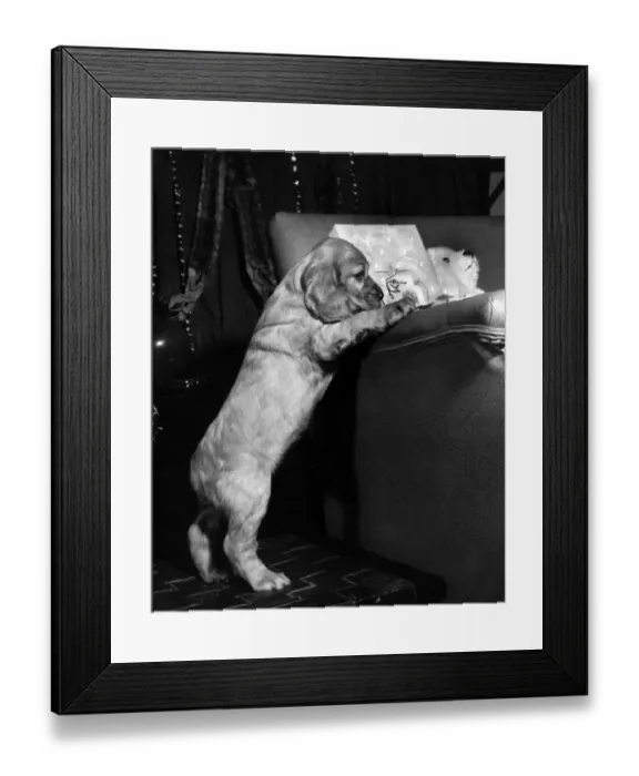 Framed Print : Susi - at the side of a sofa Framed Print : Susi - at the side of a sofa