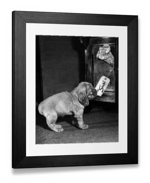 Framed Print : Susi - finding a bone with her name on it Framed Print : Susi - finding a bone with her name on it