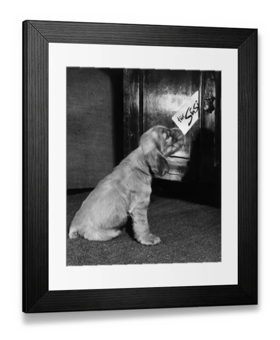 Framed Print : Susi - investigating something for Susi Framed Print : Susi - investigating something for Susi