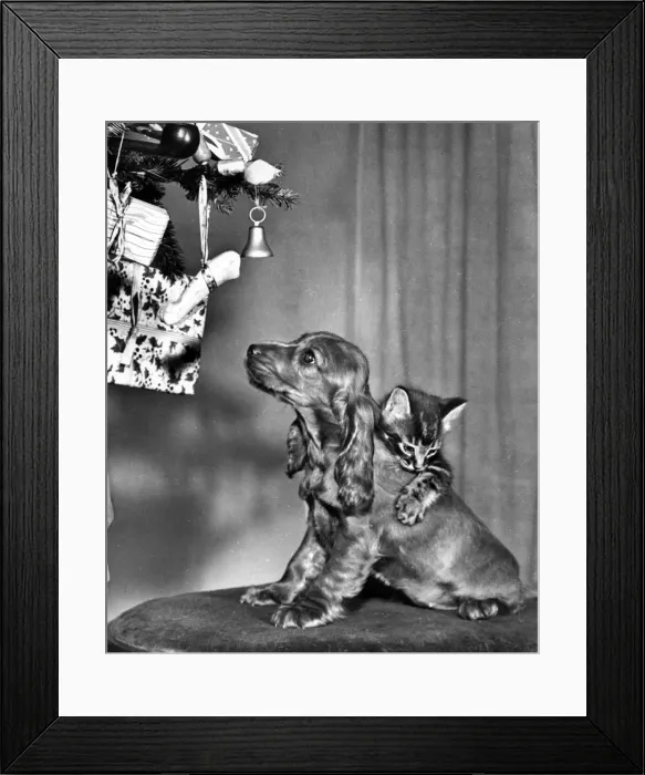 Framed Print : Susi - with kitten at Christmas Framed Print : Susi - with kitten at Christmas