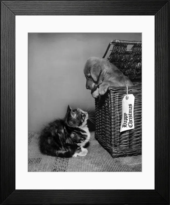 Framed Print : Susi - looking out of a basket at a kitten Framed Print : Susi - looking out of a basket at a kitten