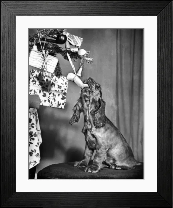Framed Print : Susi - with Christmas tree Framed Print : Susi - with Christmas tree
