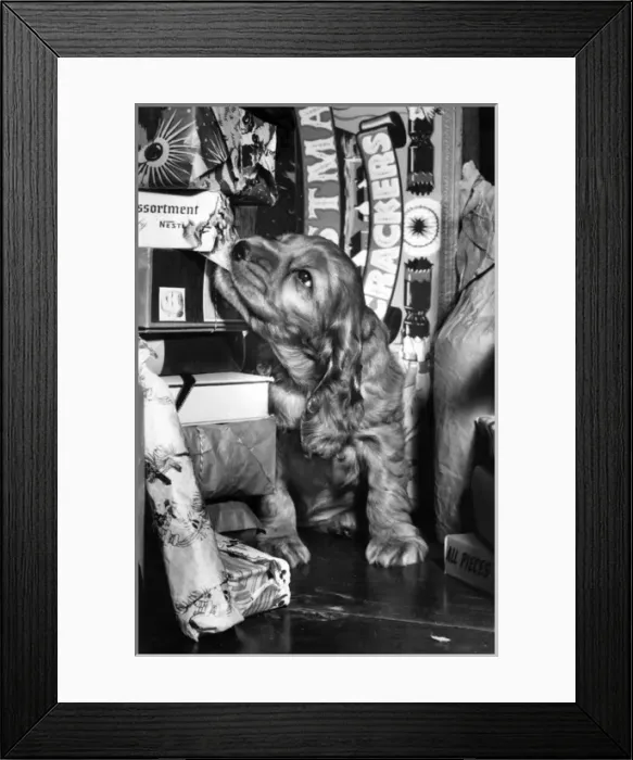Framed Print : Susi - with Christmas items Framed Print : Susi - with Christmas items